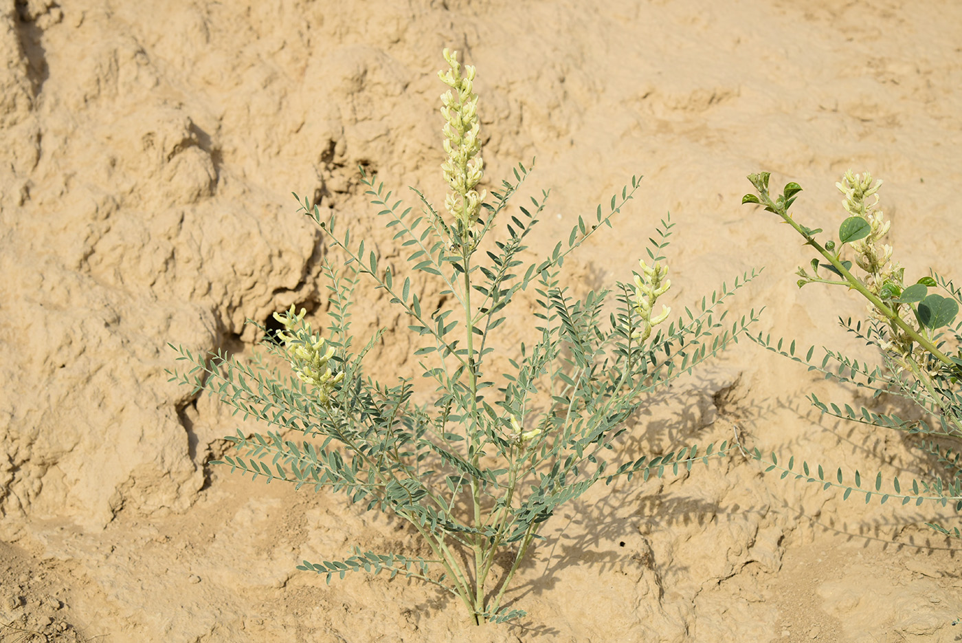 Image of Pseudosophora alopecuroides specimen.