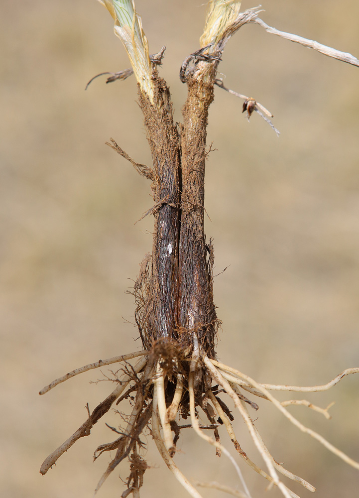Image of Allium ubsicola specimen.