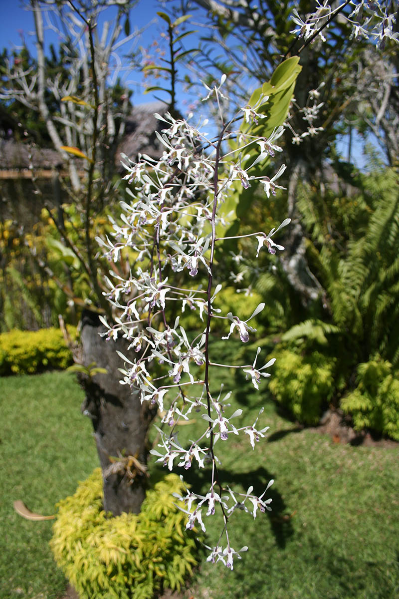 Изображение особи семейство Orchidaceae.