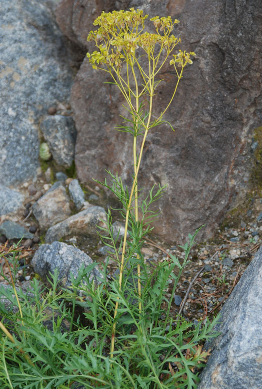 Image of Patrinia intermedia specimen.