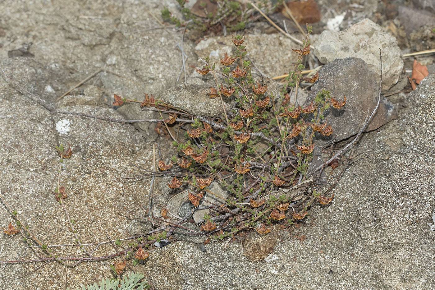 Image of Fumana viscidula specimen.