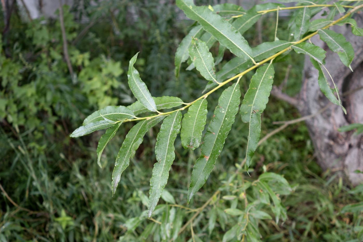 Изображение особи Salix udensis.