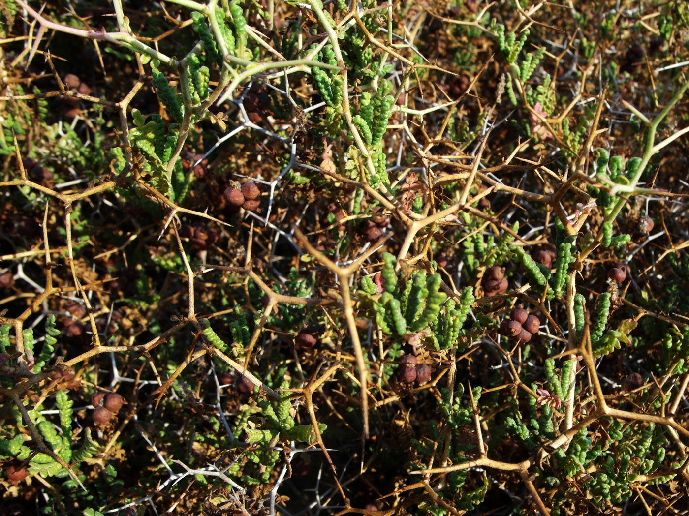 Изображение особи Sarcopoterium spinosum.