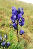 Aconitum gubanovii