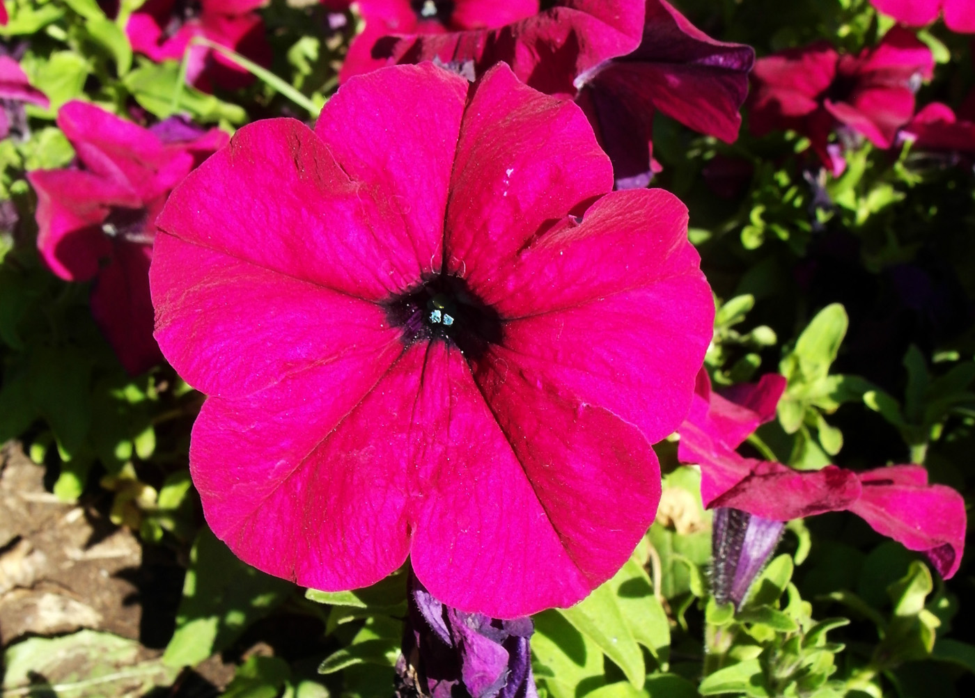 Image of Petunia &times; hybrida specimen.