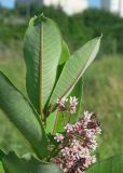 Asclepias syriaca. Соцветие с фуражирующей пчелой и листья (видна абаксиальная поверхность). Владикавказ, левый берег р. Терек, пустырь. 03.07.2022.