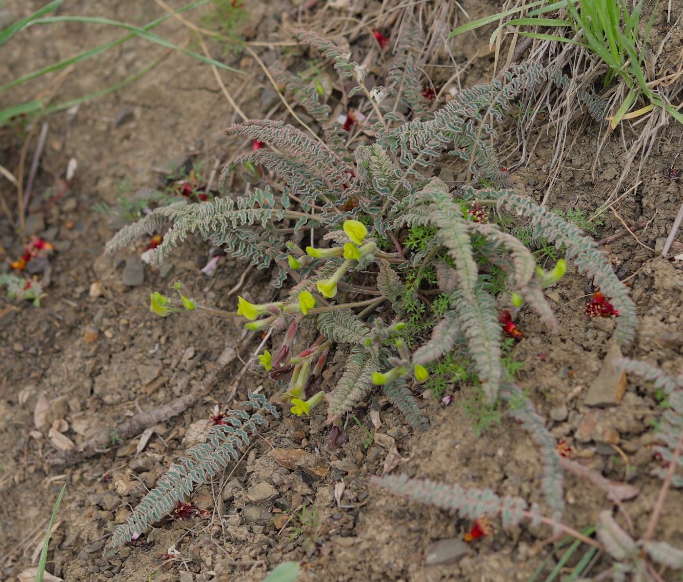 Image of Astragalus gorelovae specimen.