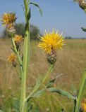 Chartolepis intermedia. Соцветие-корзинка на боковом побеге. Ульяновская обл., Мелекесский р-н, окр. дер. Куликовка, пойменный луг с участками засоления, днище небольшого овражка. 07.08.2022.