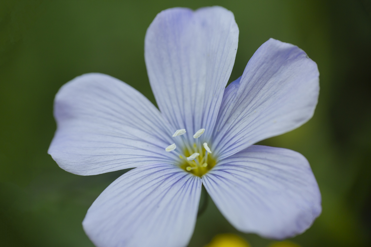 Изображение особи Linum perenne.