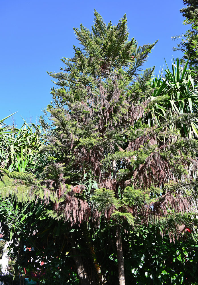 Image of Araucaria heterophylla specimen.