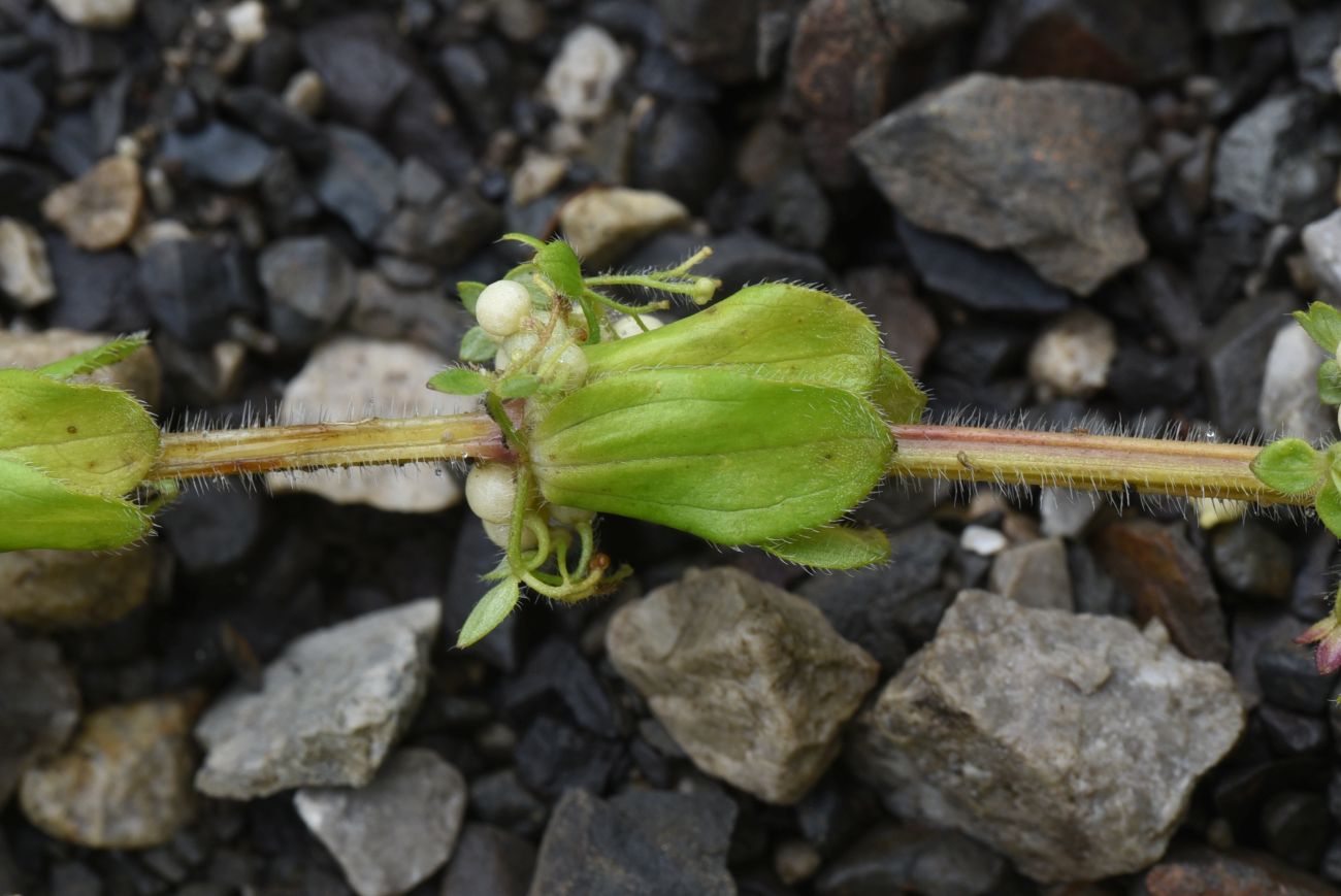 Изображение особи Cruciata laevipes.