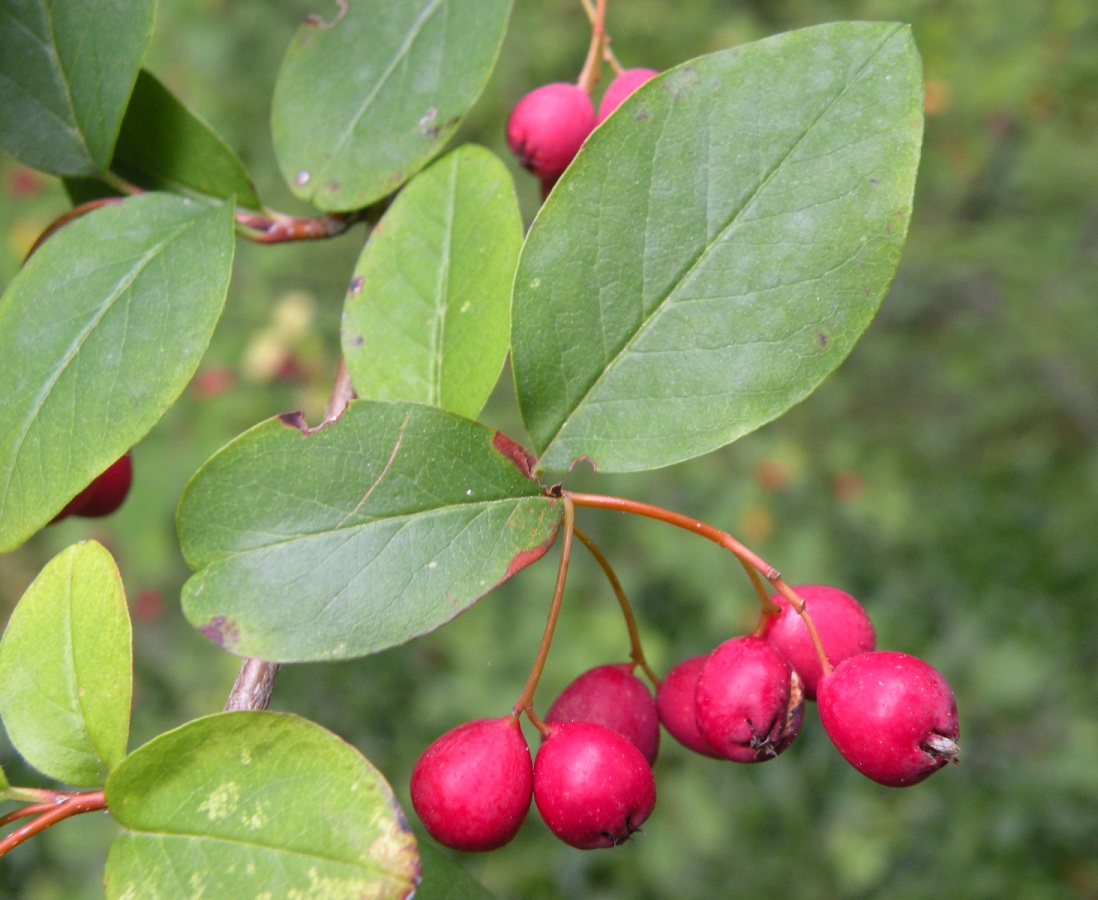 Image of Cotoneaster multiflorus specimen.