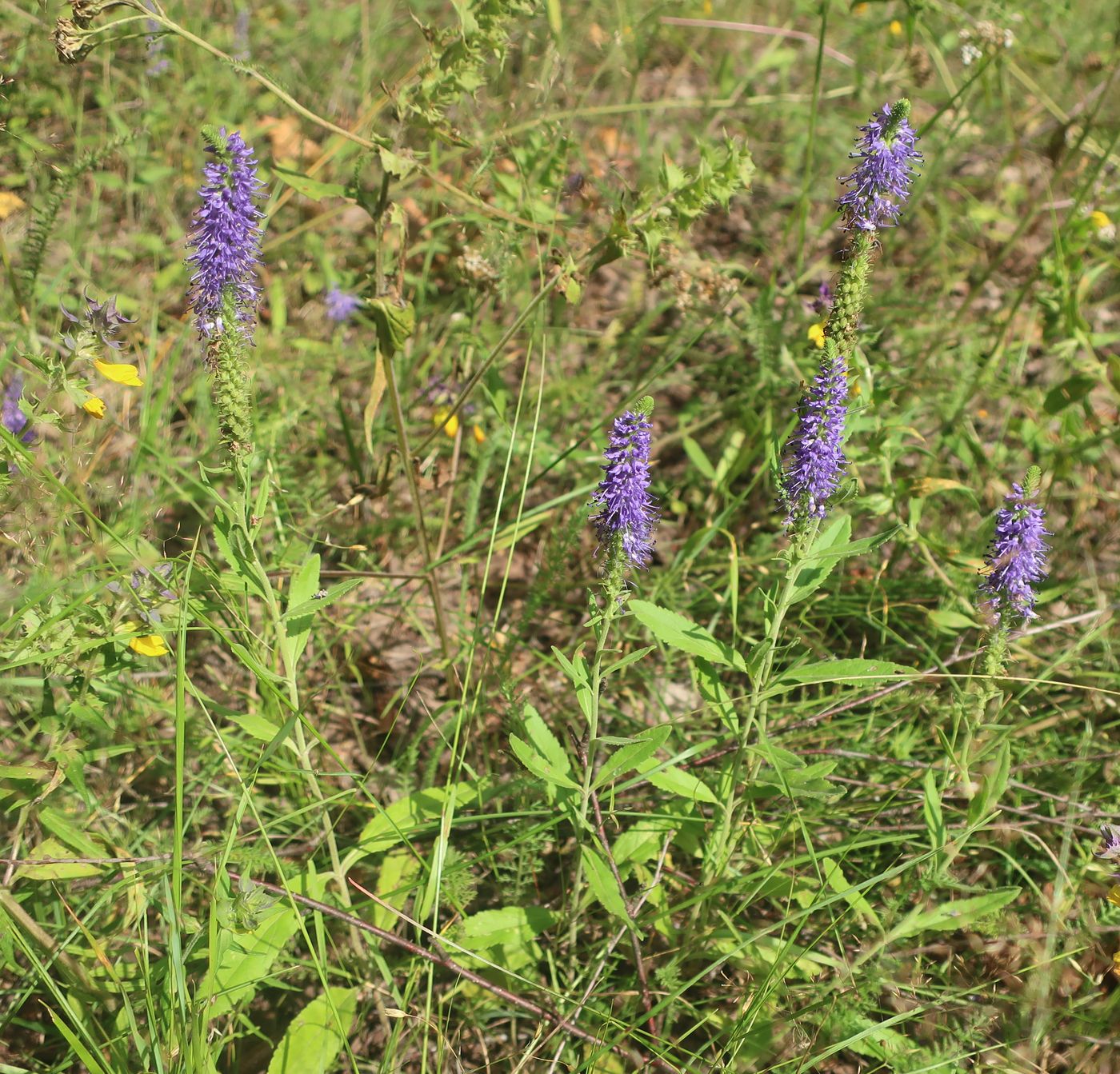 Image of Veronica spicata specimen.
