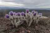 Pulsatilla taurica. Цветущие растения. Крым, Севастополь, окр. с. Терновка, скалы Кара-Коба. 14.03.2023.