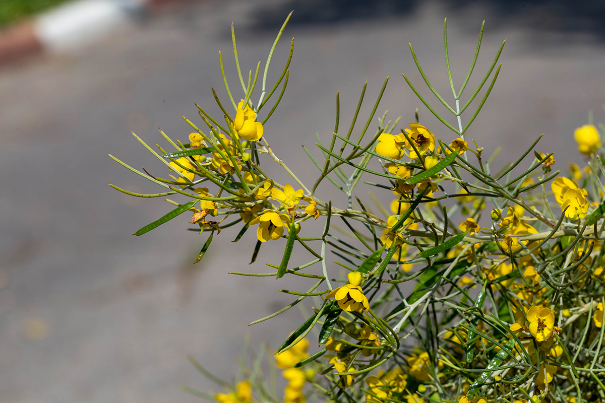Image of Senna artemisioides specimen.