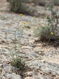 Inula multicaulis