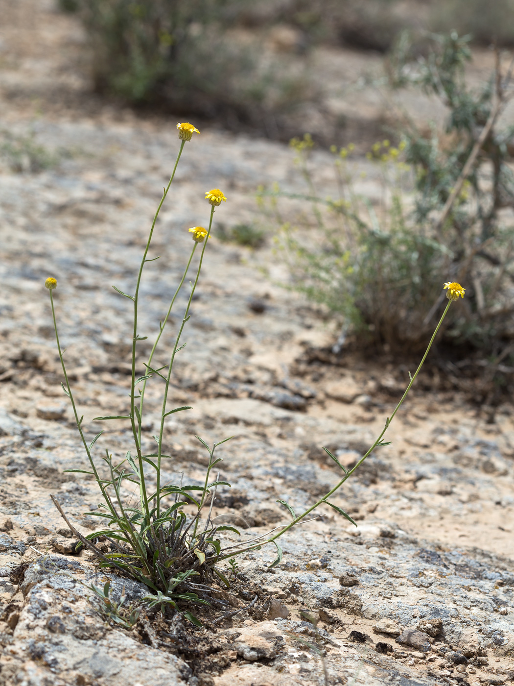 Изображение особи Inula multicaulis.