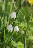 Leucojum aestivum. Соцветие. Краснодарский край, Черноморское побережье Кавказа, г. Новороссийск, Цемесская роща, пойменный ясеневый лес. 9 апреля 2023 г.