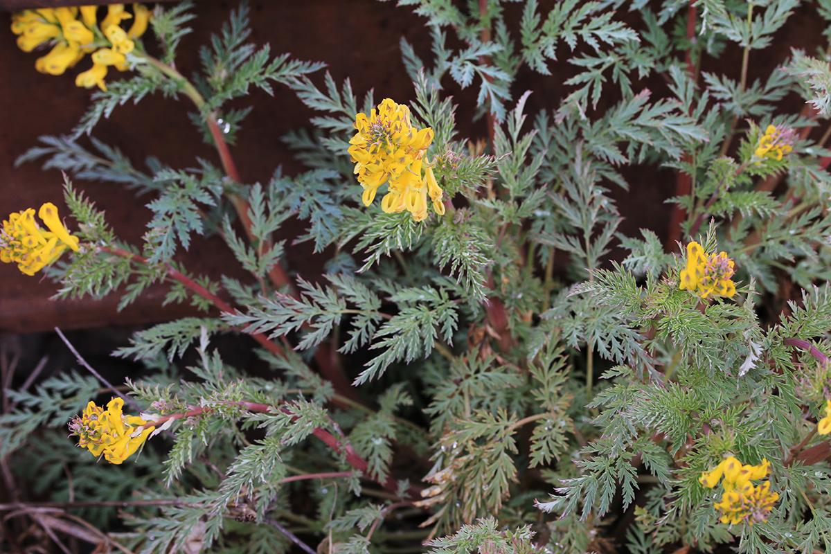 Image of Corydalis speciosa specimen.