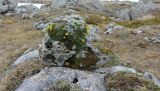 Saxifraga scleropoda. Зацветающее растение на небольшом известняковом камне, отколовшемся от скального массива. Адыгея, Кавказский биосферный заповедник, хр. Каменное Море, выс. ≈ 2000 м н.у.м. 01.05.2023.