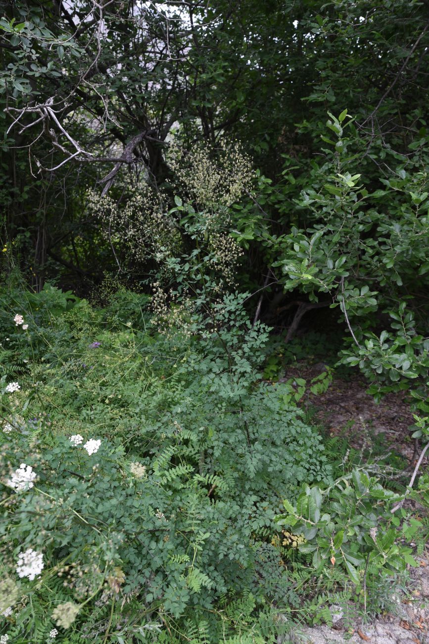 Image of genus Thalictrum specimen.