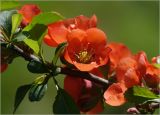 Chaenomeles japonica