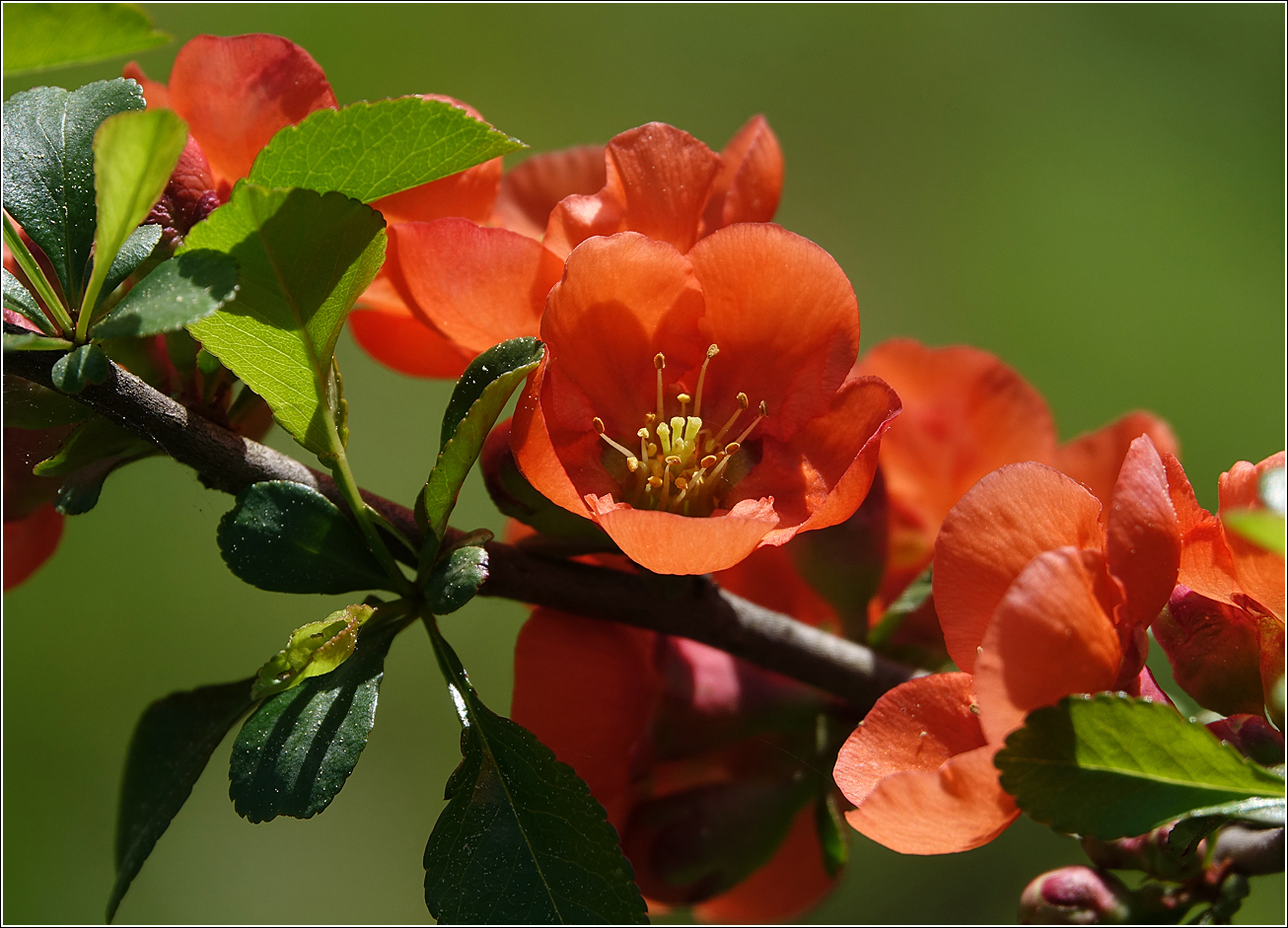 Image of Chaenomeles japonica specimen.