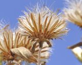 Inula conyza