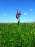 Gladiolus imbricatus. Цветущие растения. Ростовская обл., дельта р. Дон, окр. г. Азов, Задонье, пойменный луг. 28.05.2023.