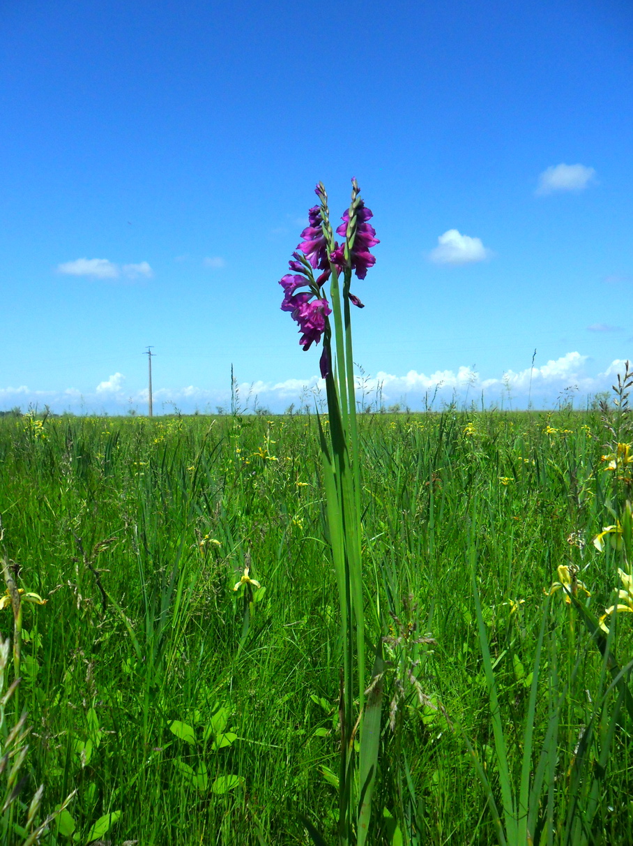 Image of Gladiolus imbricatus specimen.