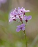 Cardamine trifida. Соцветие. Амурская обл., Архаринский р-н, Хинганский заповедник, кластер \"Хинганское\", басс. р. Эракта, заболоченный березняк. 17.05.2022.