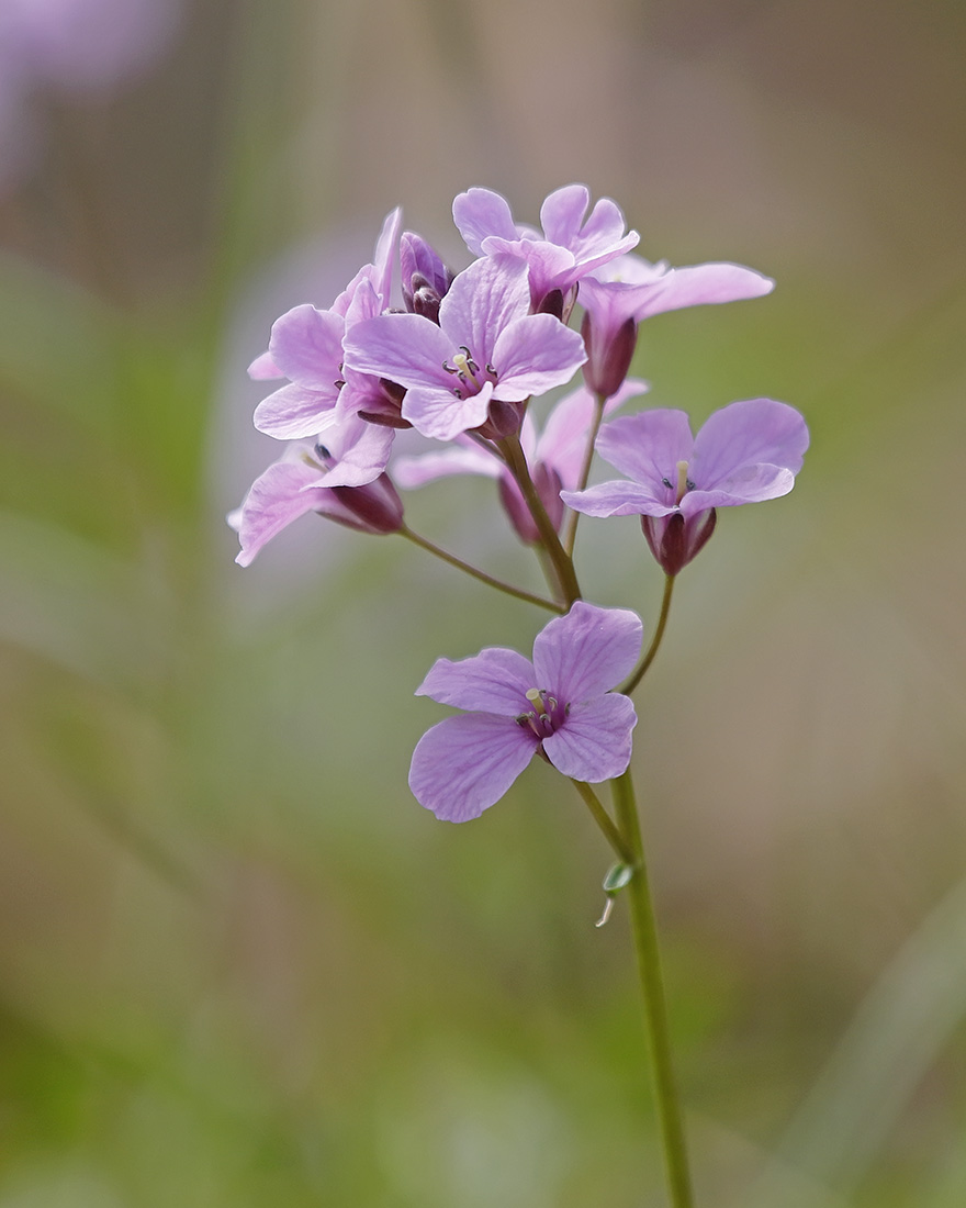 Изображение особи Cardamine trifida.