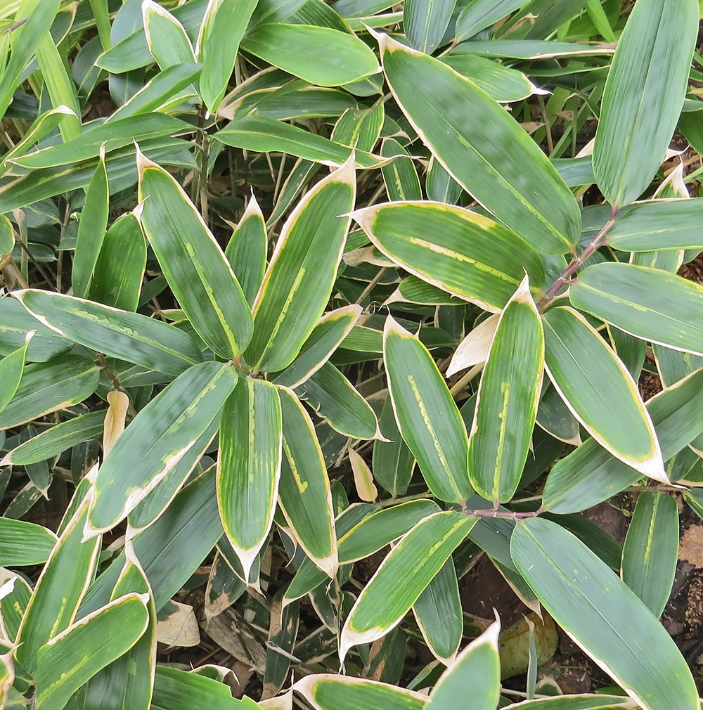 Image of Sasa veitchii specimen.