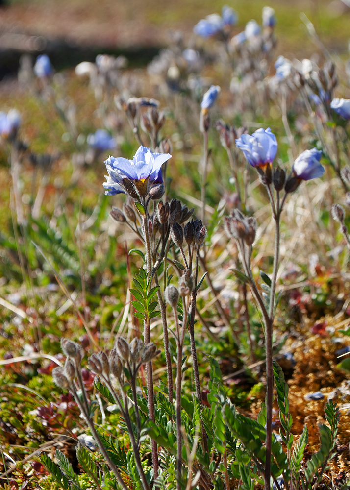 Изображение особи Polemonium boreale.