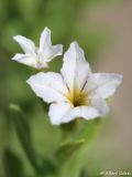 Argusia sibirica