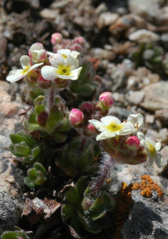 Image of Androsace lehmanniana specimen.