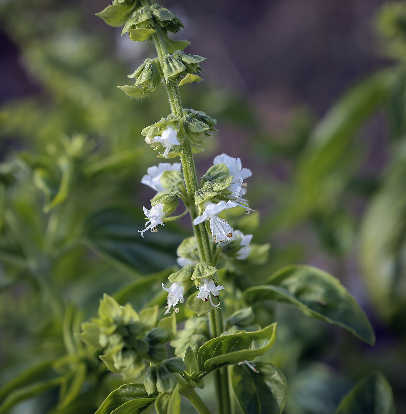 Изображение особи Ocimum basilicum.