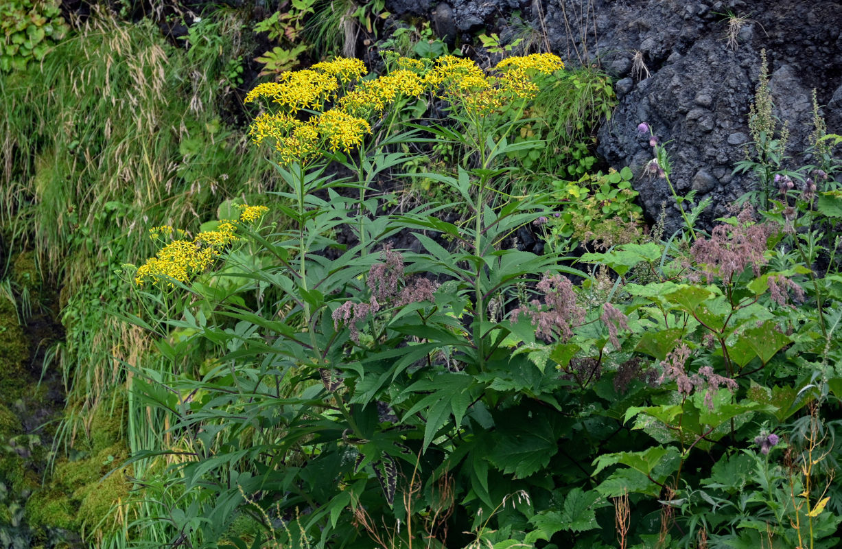 Image of Senecio cannabifolius specimen.