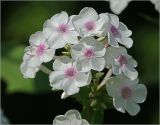 Phlox paniculata. Соцветие. Московская обл., Раменский р-н, окр. дер. Хрипань, садовый участок. 05.08.2023.