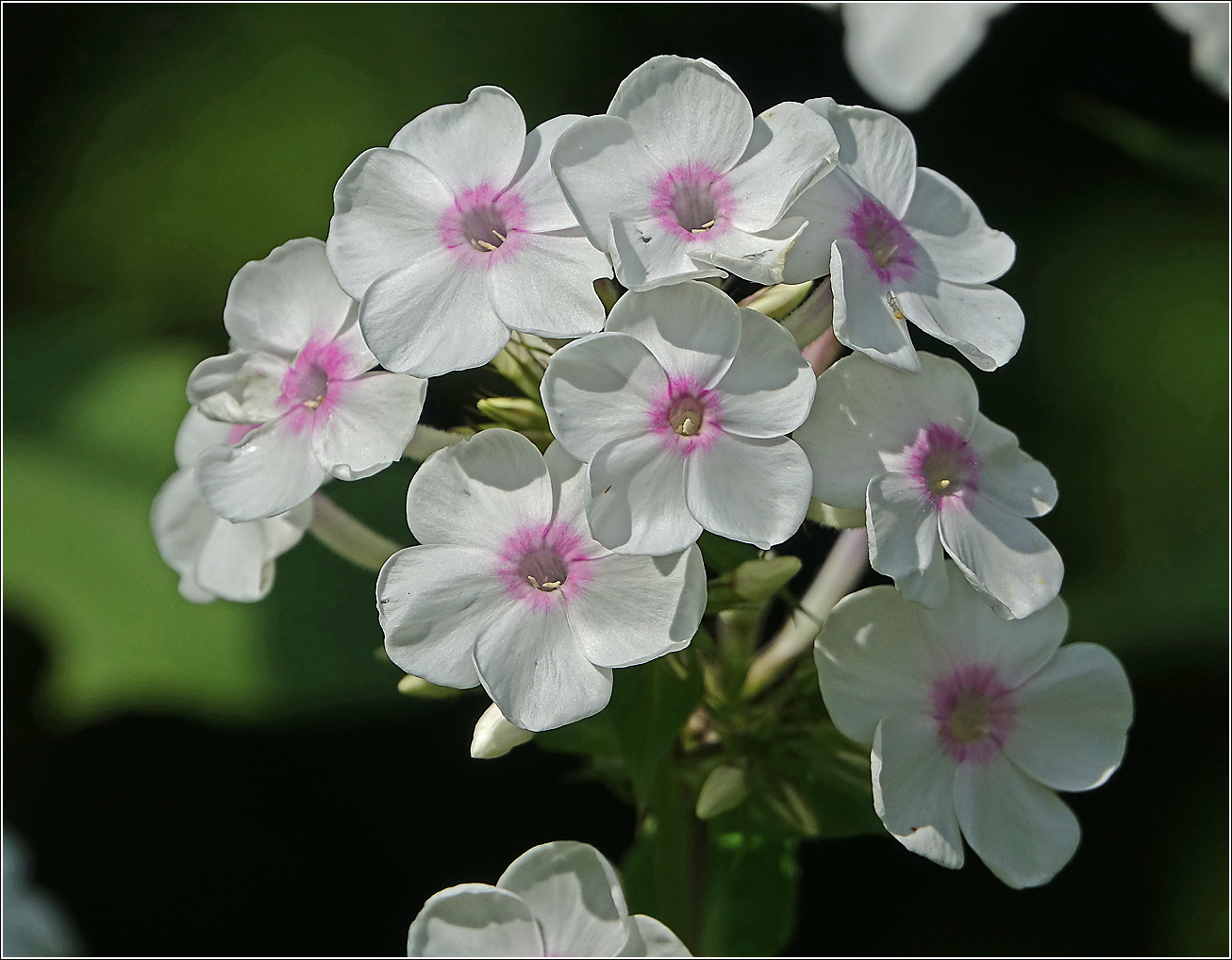 Image of Phlox paniculata specimen.
