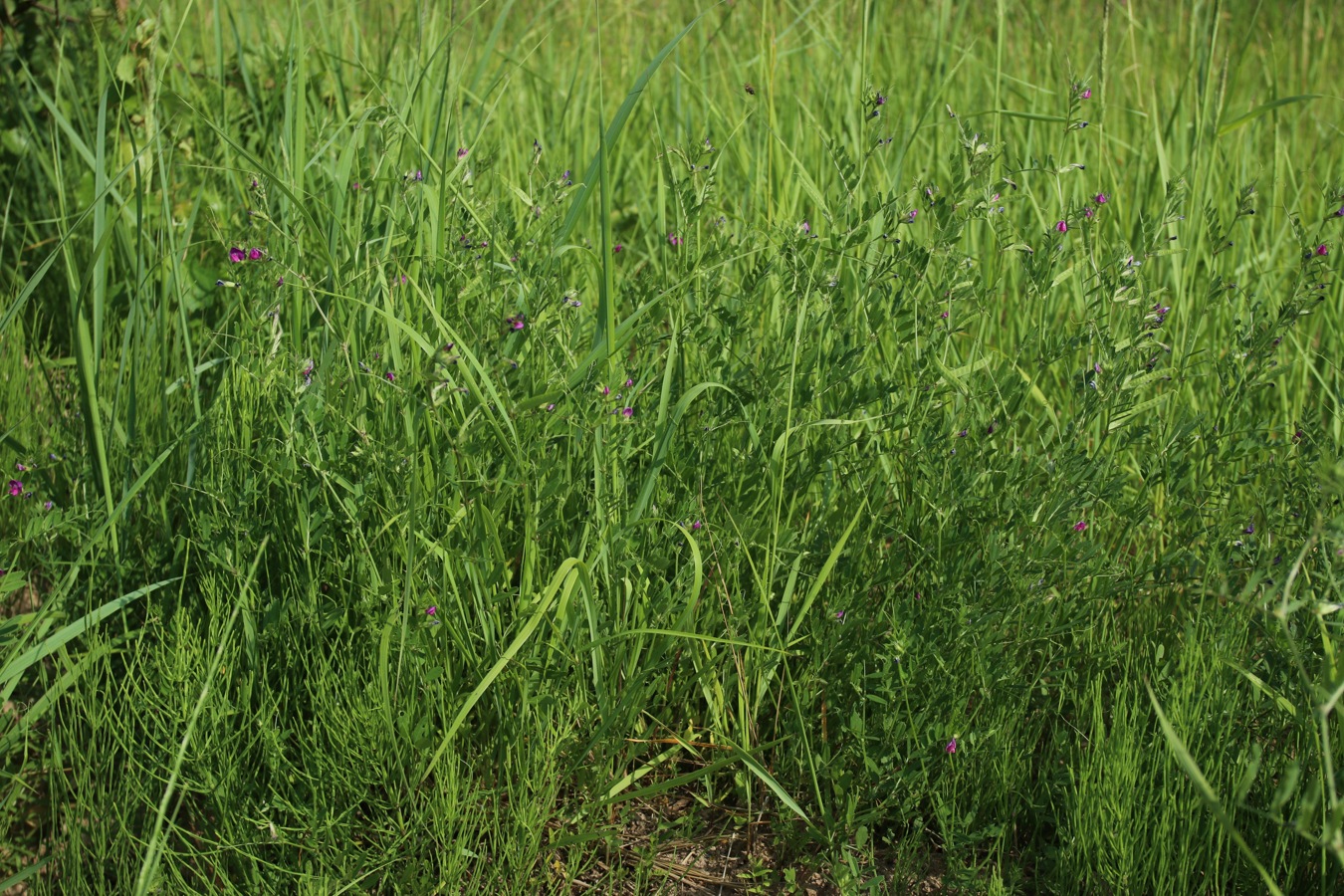 Image of Vicia angustifolia specimen.