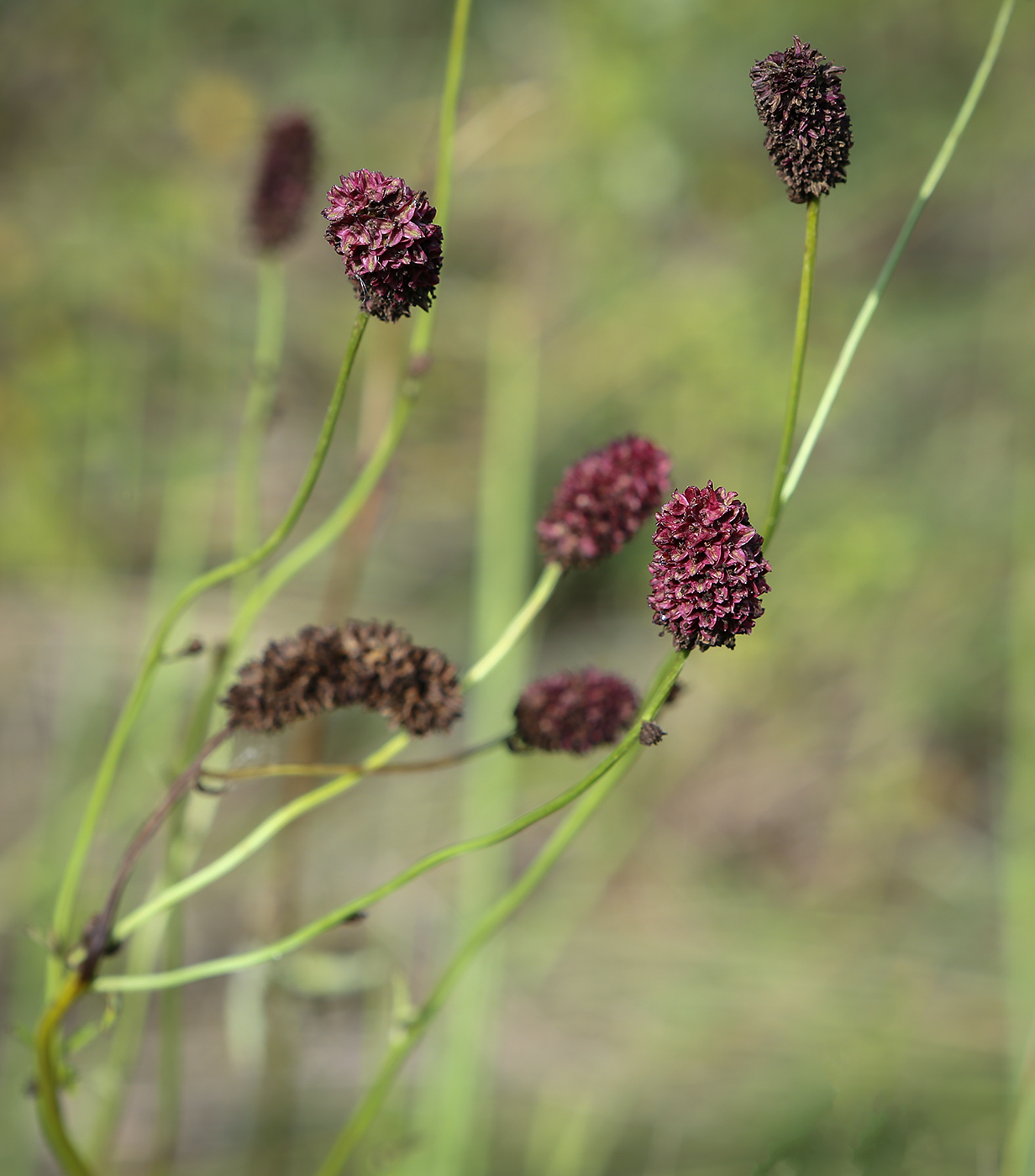 Image of Sanguisorba officinalis specimen.