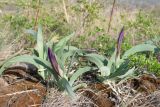 Iris glaucescens