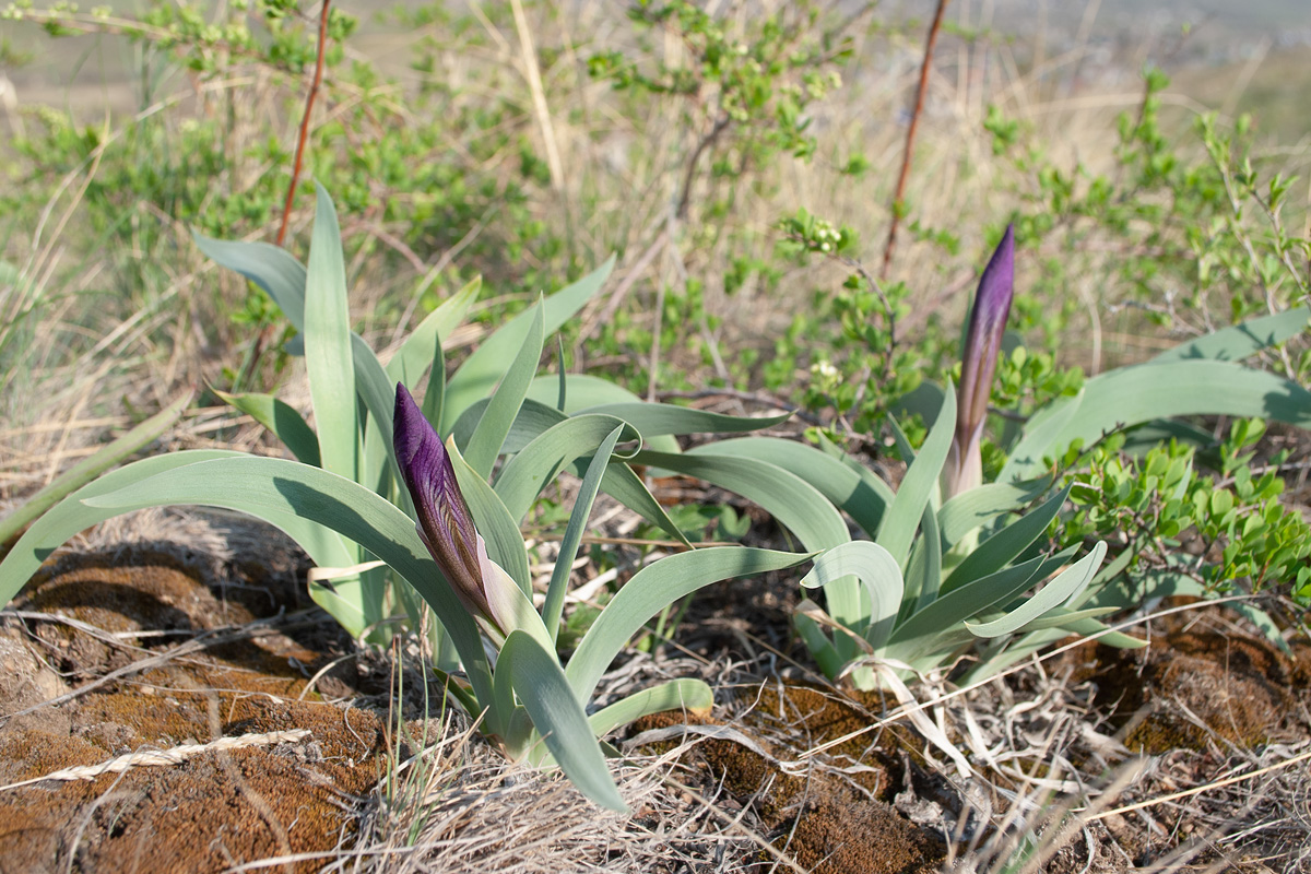 Image of Iris glaucescens specimen.