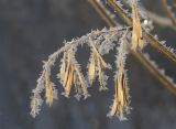 Fraxinus pennsylvanica