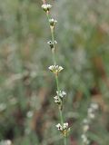 Polygonum patulum