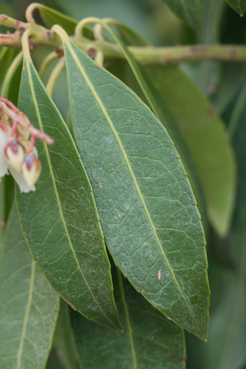 Image of Pieris japonica specimen.