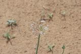 Allium subscabrum