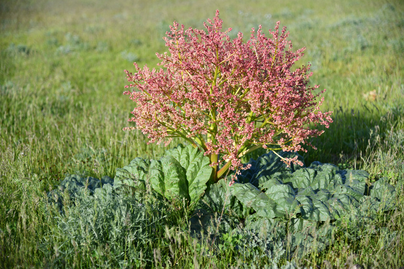 Image of Rheum tataricum specimen.