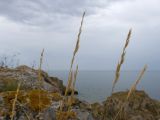 семейство Poaceae. Верхушки побегов с соплодиями. Крым, Керченский п-ов, Приазовье, берег Азовского моря, на каменной глыбе. 25.06.2018.
